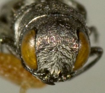 Media type: image;   Entomology 33829 Aspect: head frontal view